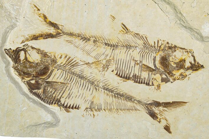 Plate of Two Fossil Fish (Diplomystus) - Wyoming #344751